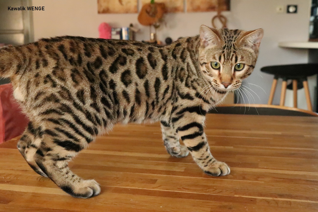 male bengal